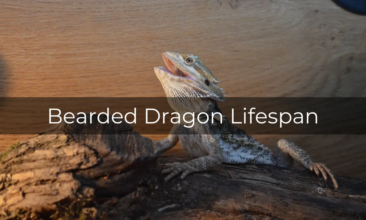 bearded-dragon-lifespan