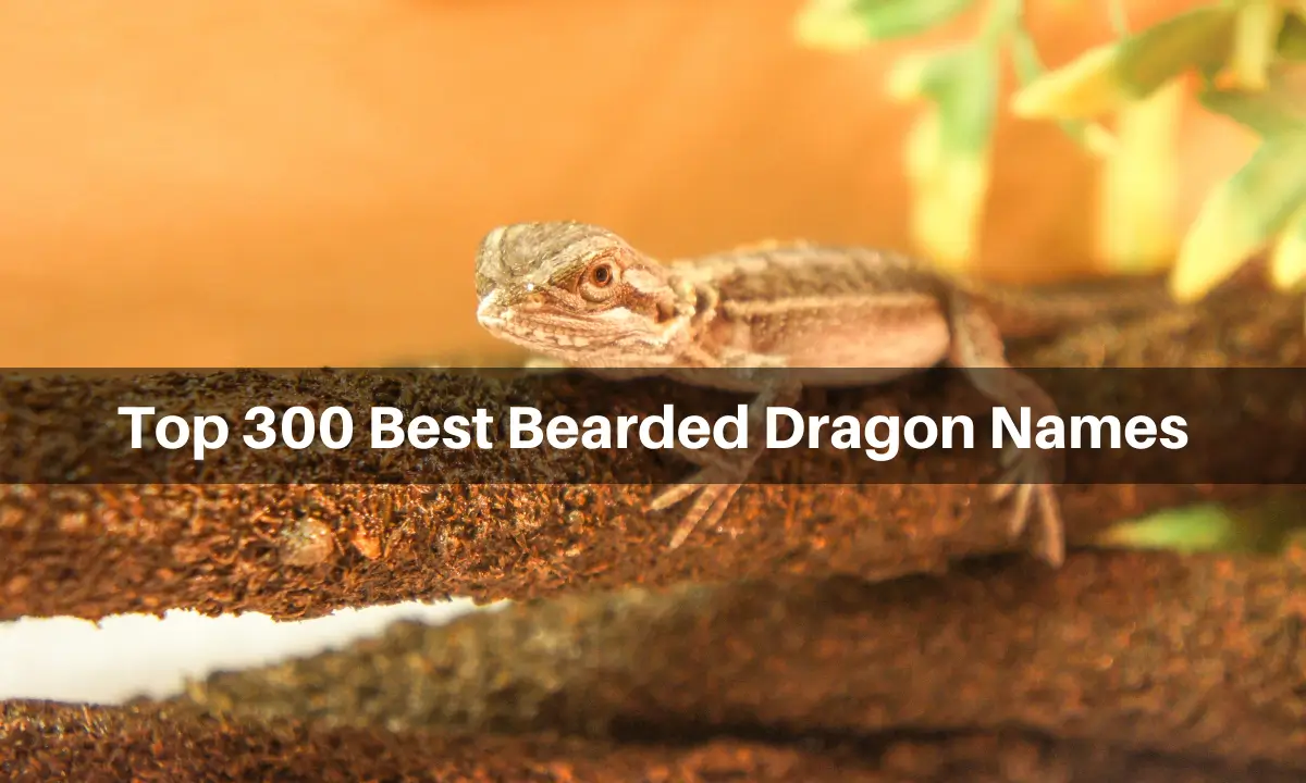 best-bearded-dragon-names