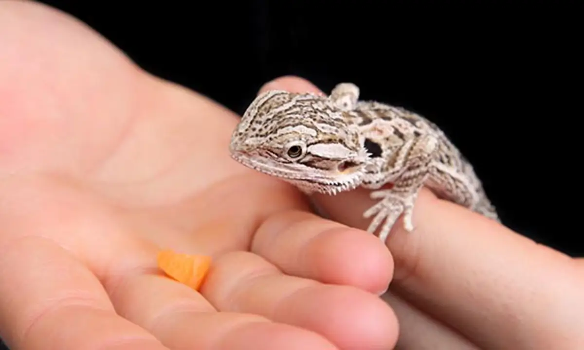 can-bearded-dragons-eat-carrots