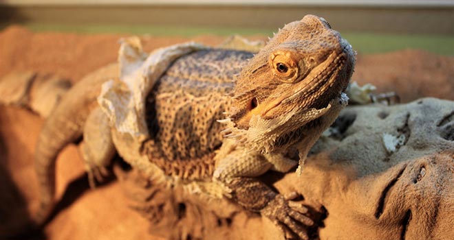 View of Bearded Dragon Shedding - Things You Should Know
