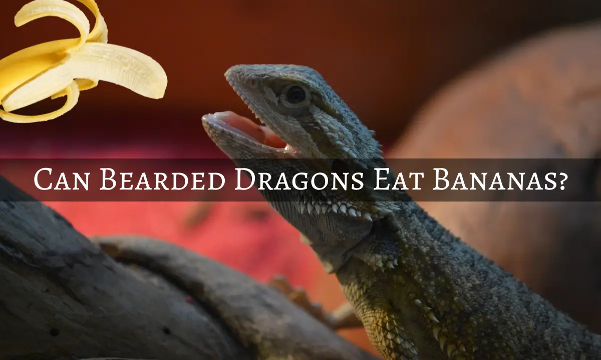 can-bearded-dragon-eat-banana