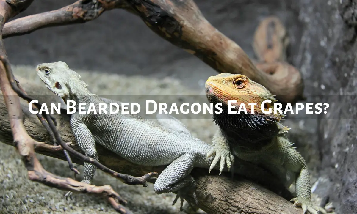 can-bearded-dragons-eat-grapes