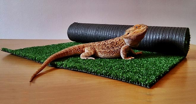 Bearded-Dragon-Substrate