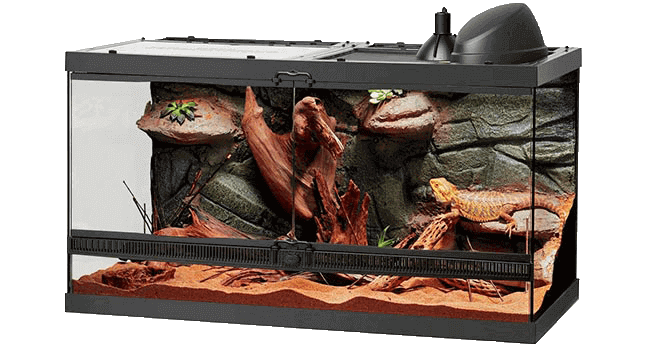 Bearded Dragon Habitat: 8 Steps To Setup The Best Tank