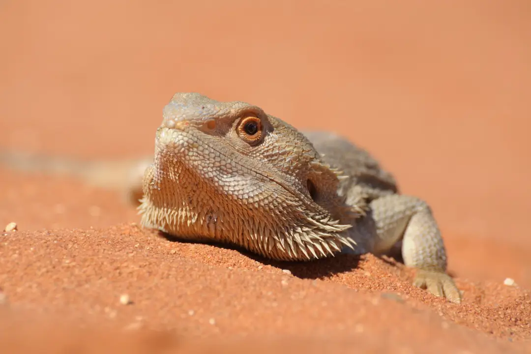 best-bearded-dragon-substrate