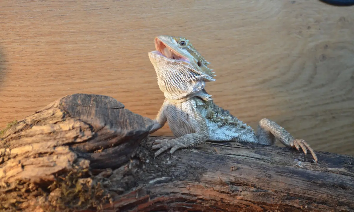 how-long-do-you-leave-the-lights-on-for-bearded-dragon