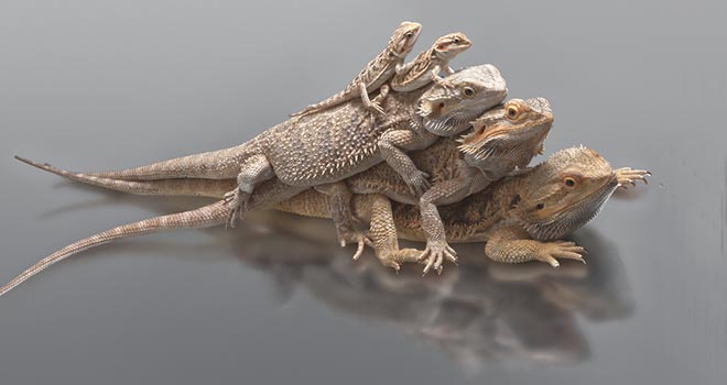 Different-Bearded-Dragon-Species