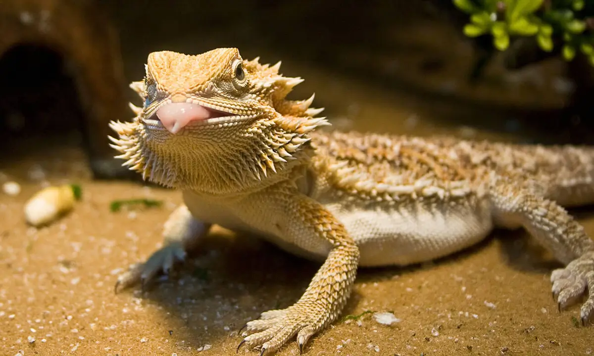 bearded-dragon-behaviors