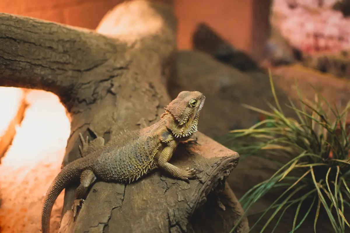 how-do-you-know-if-your-bearded-dragon-is-pregnant