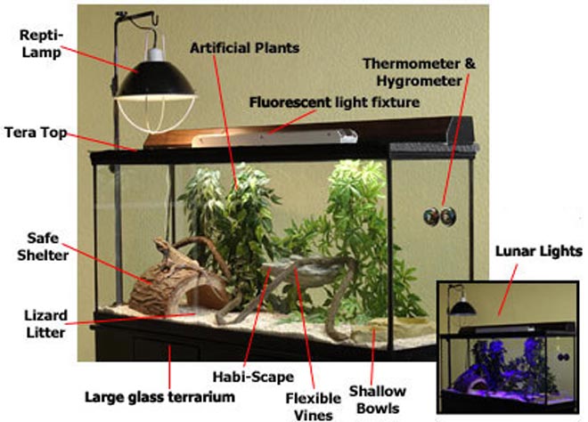 Bearded-dragon-cage-components