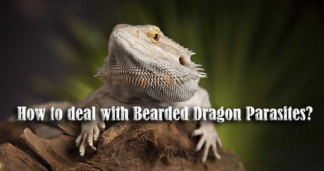 How-to-deal-with-Bearded-Dragon-Parasites