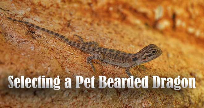 Selecting-Pet-Bearded-Dragon