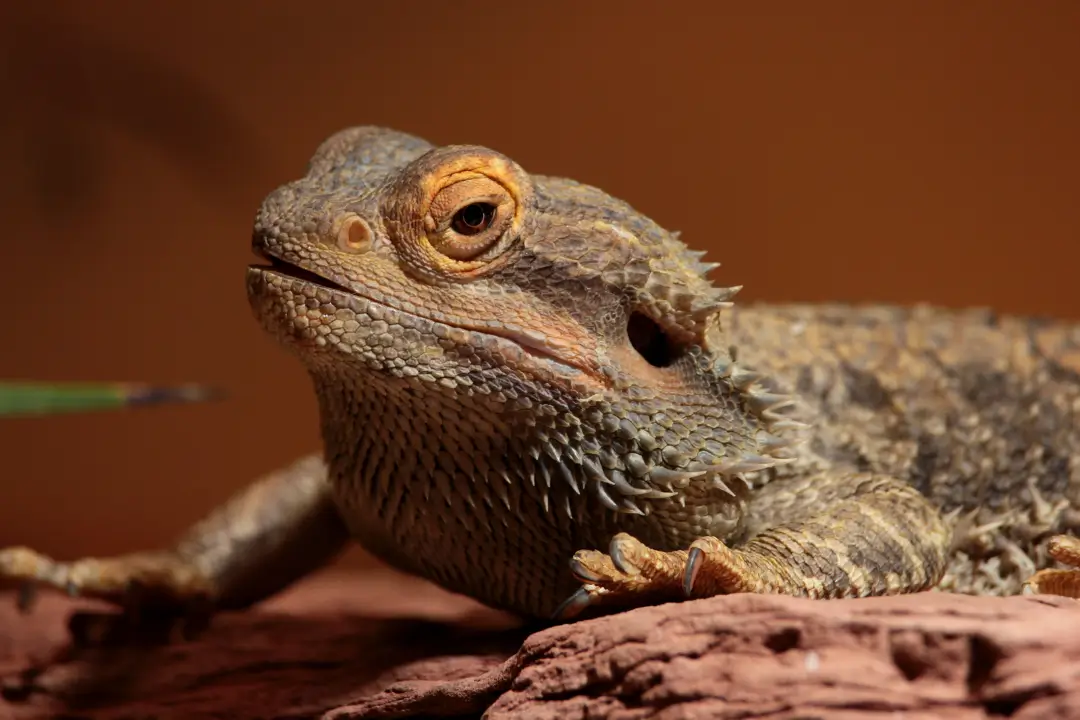 11 Most Common Bearded Dragon Diseases