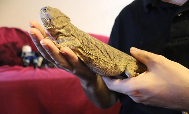 feeling-for-eggs-in-pregnant-bearded-dragon