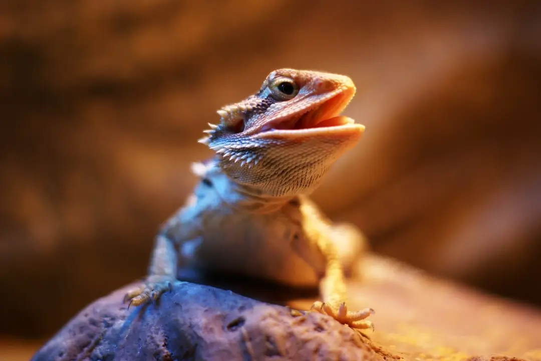 what-not-to-do-with-your-bearded-dragon