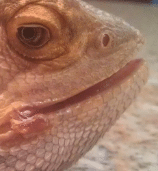 Bearded-Dragon-Mouth-Rot