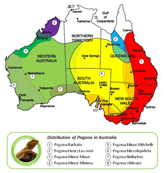 Bearded-Dragon-distribution-in-australia