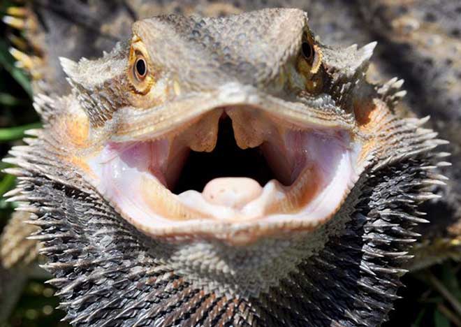 why-are-they-called-bearded-dragons