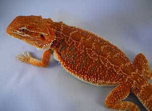 Blood-Red-Bearded-Dragon