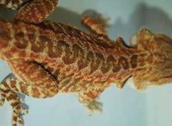 Other-Patterns-Bearded-Dragon