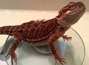 Ruby-Red-Bearded-Dragon