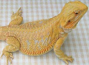 Yellow-Bearded-Dragon