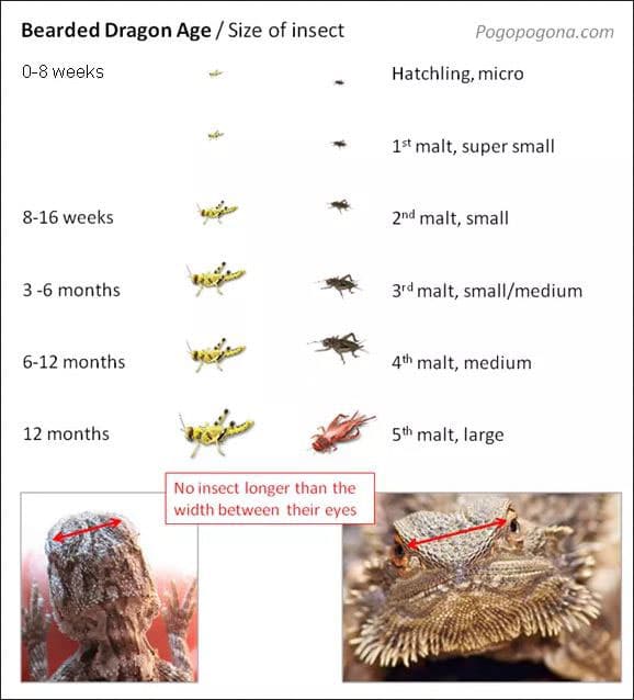 bearded-dragon-insect-feeding-guide