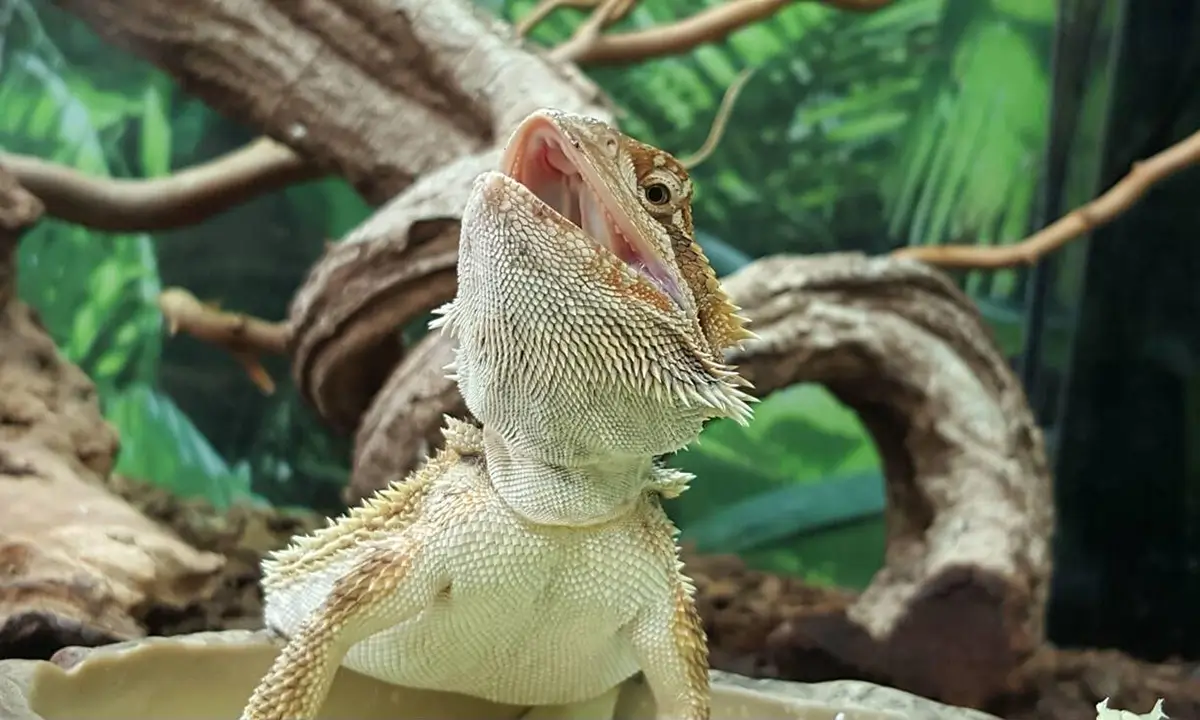 bearded-dragon-mouth-open