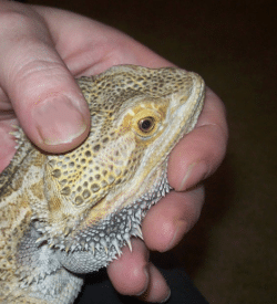 Administer-oral-medication-for-pogona