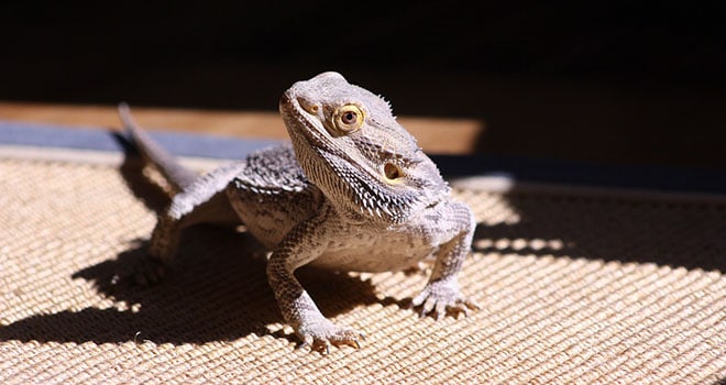 Administer Oral Medication to your Bearded Dragon
