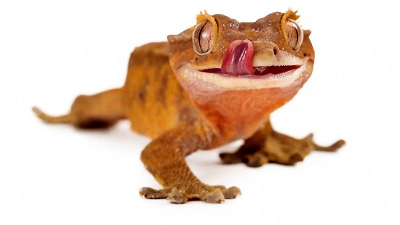 Crested Geckos Care Sheet Complete Guide 