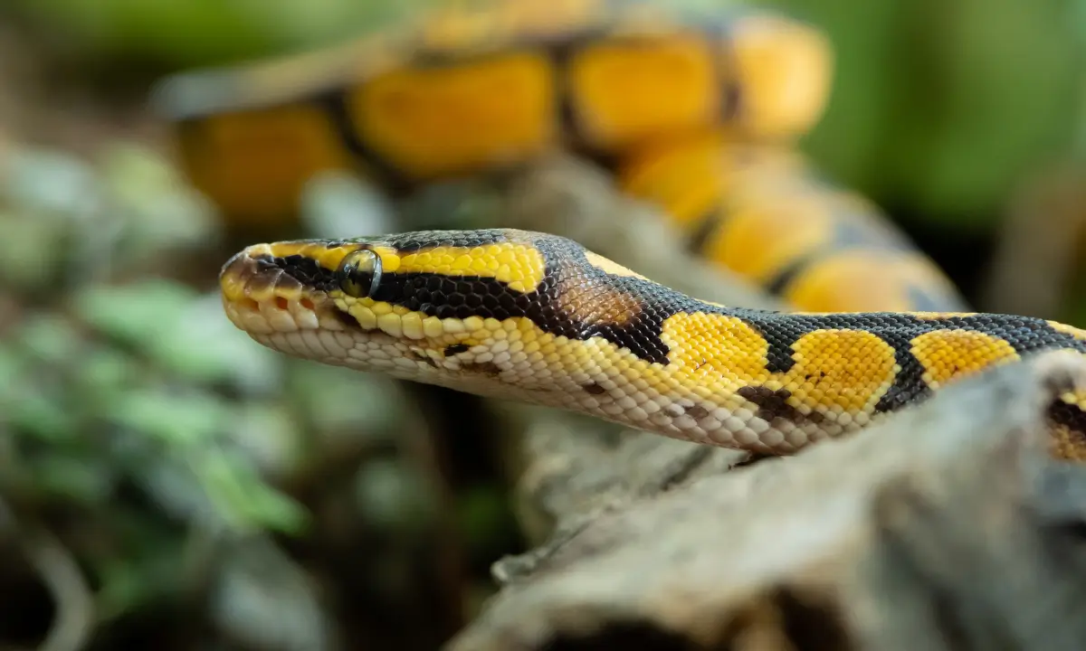 ball-python-habitat-checklist