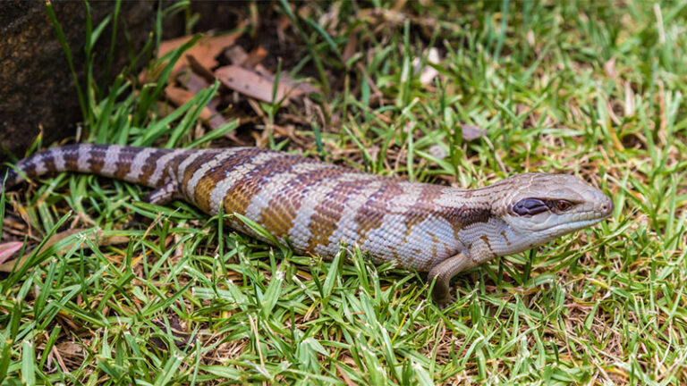 Blue Tongue Skinks Care Sheet (Beginner's Guide)