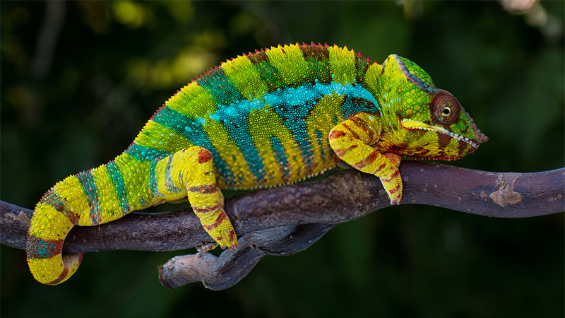 chameleon-care-sheet