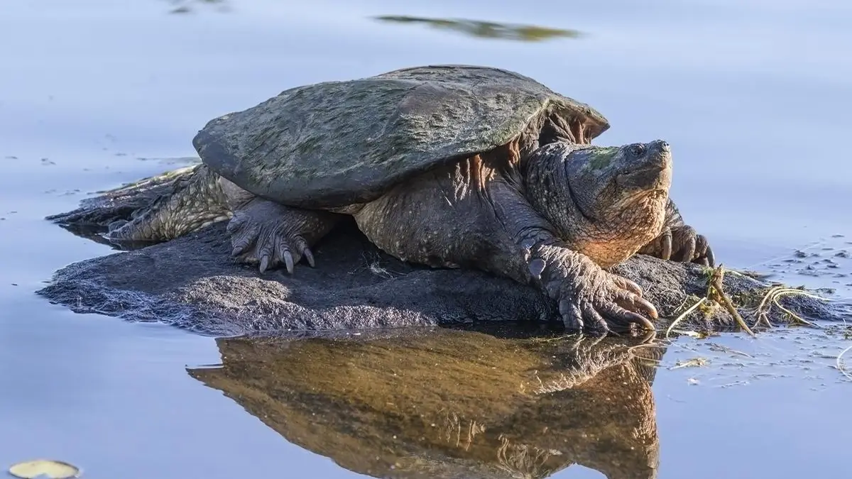 common-snapping-turtle-care