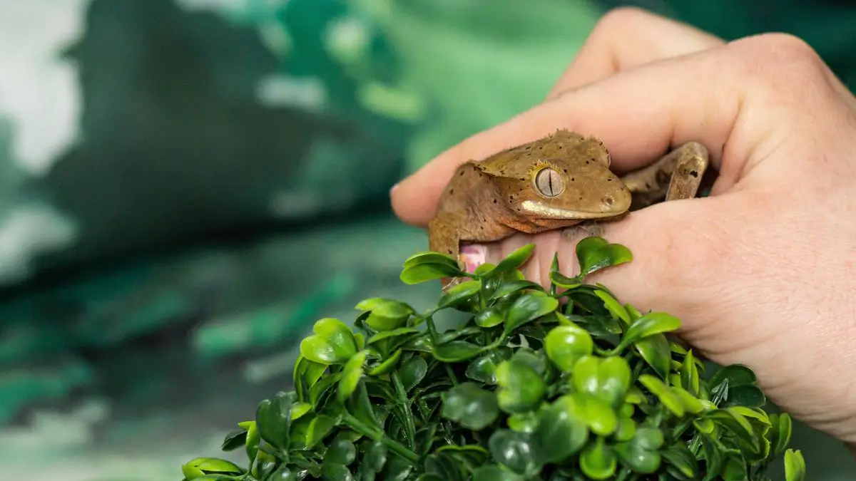 crested-gecko-care