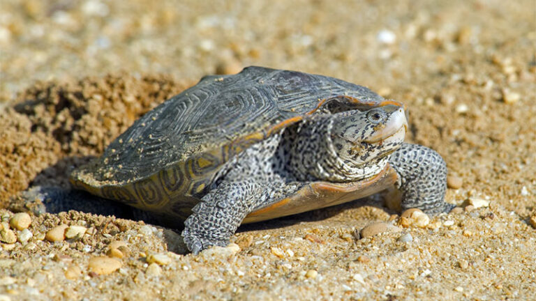 Diamondback Terrapins Care Sheet - MyPetReptiles