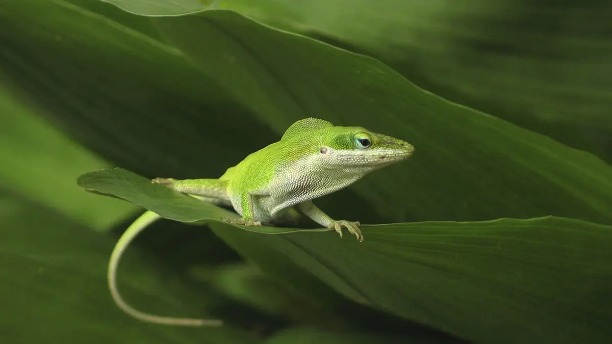 green-anole-care