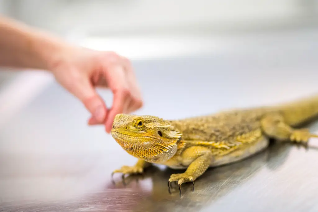 how-to-bond-with-your-bearded-dragon