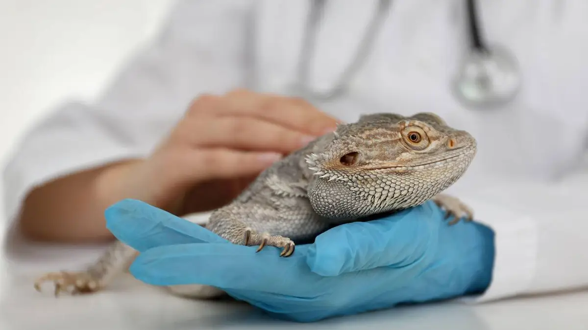 how-to-give-bearded-dragon-medicine
