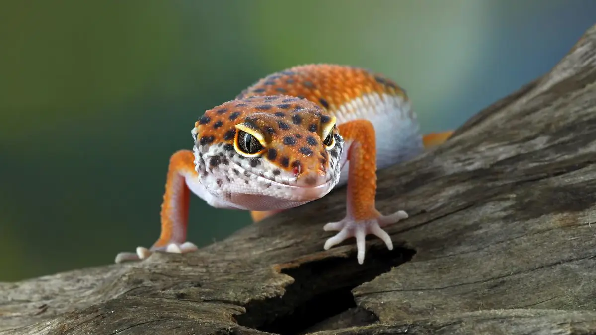 Leopard Geckos Care Sheet A Beginner s Guide 56 OFF