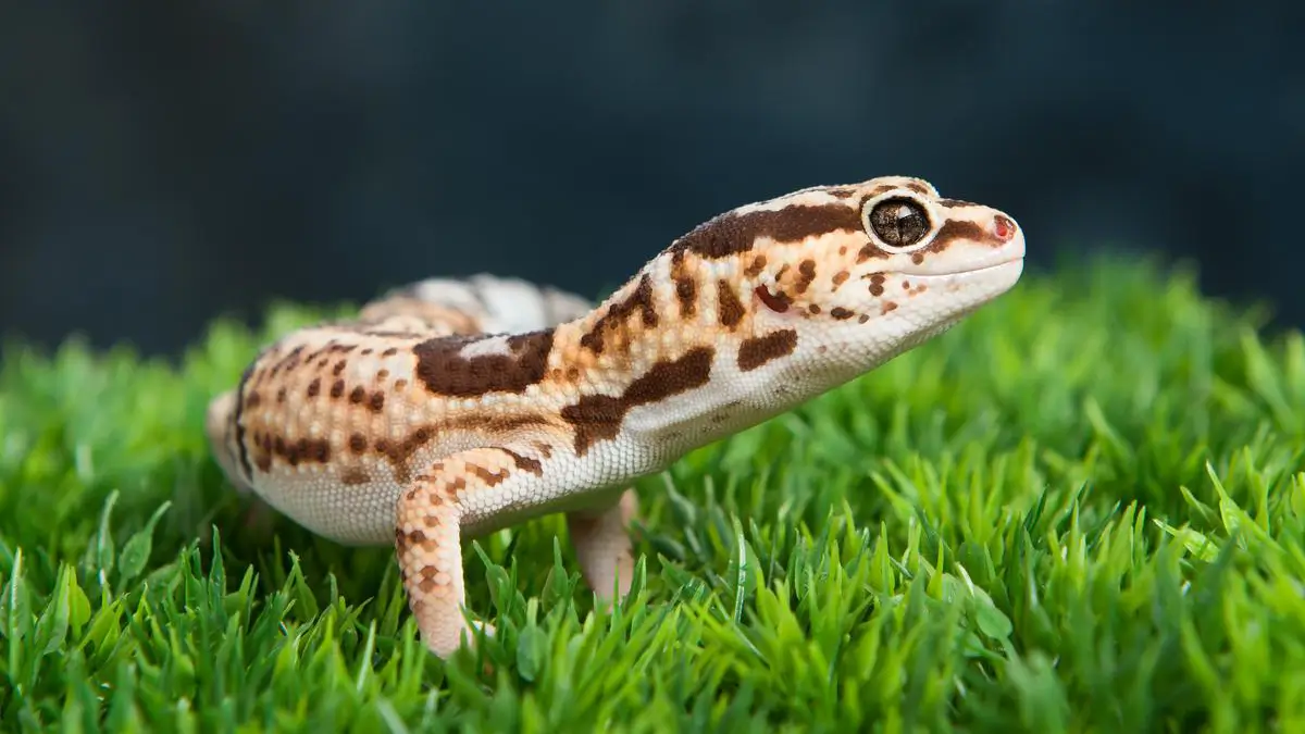 leopard-gecko-checklist