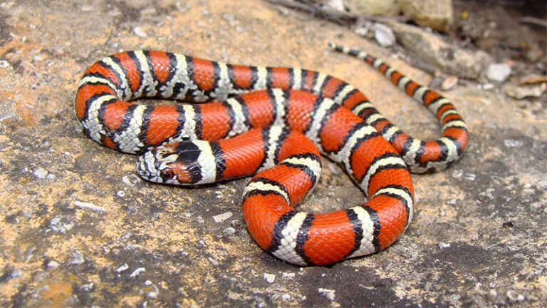 Milk Snake Habitat Checklist - MyPetReptiles