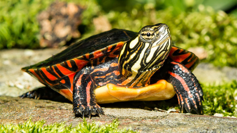 Painted Turtles Archives - My Pet Reptiles