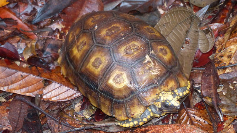 Tortoise-habitat-checklist