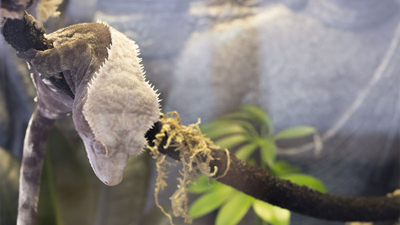 best-crested-gecko-terrariums
