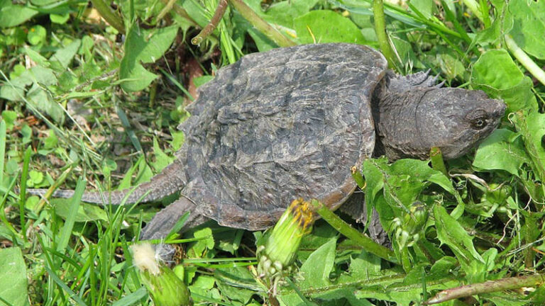 Home My Pet Reptiles