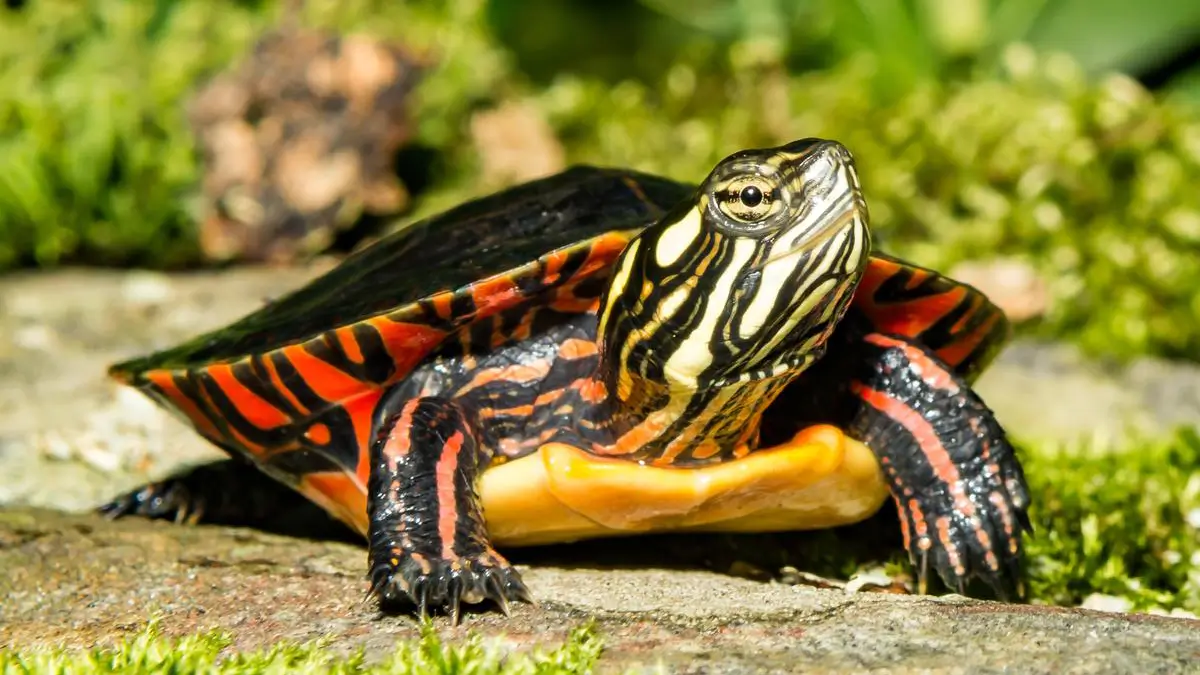 painted-turtle-checklist
