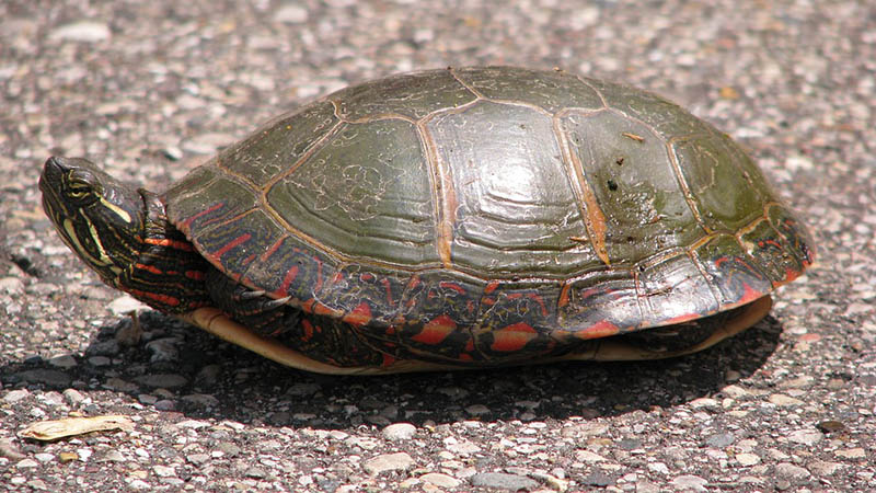 painted-turtle-habitat-checklist