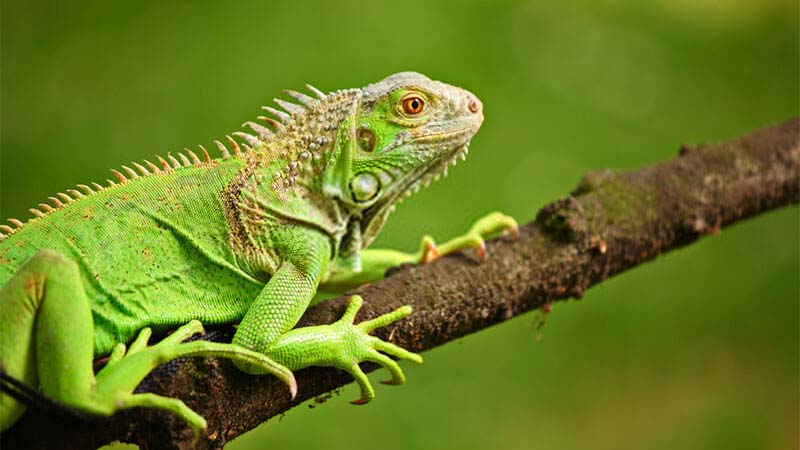 Green-Iguana-Sitting-on-a-Branch